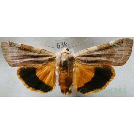 Noctua fimbriata (Schreber, 1759) Rolnica aksamitka Czech63k